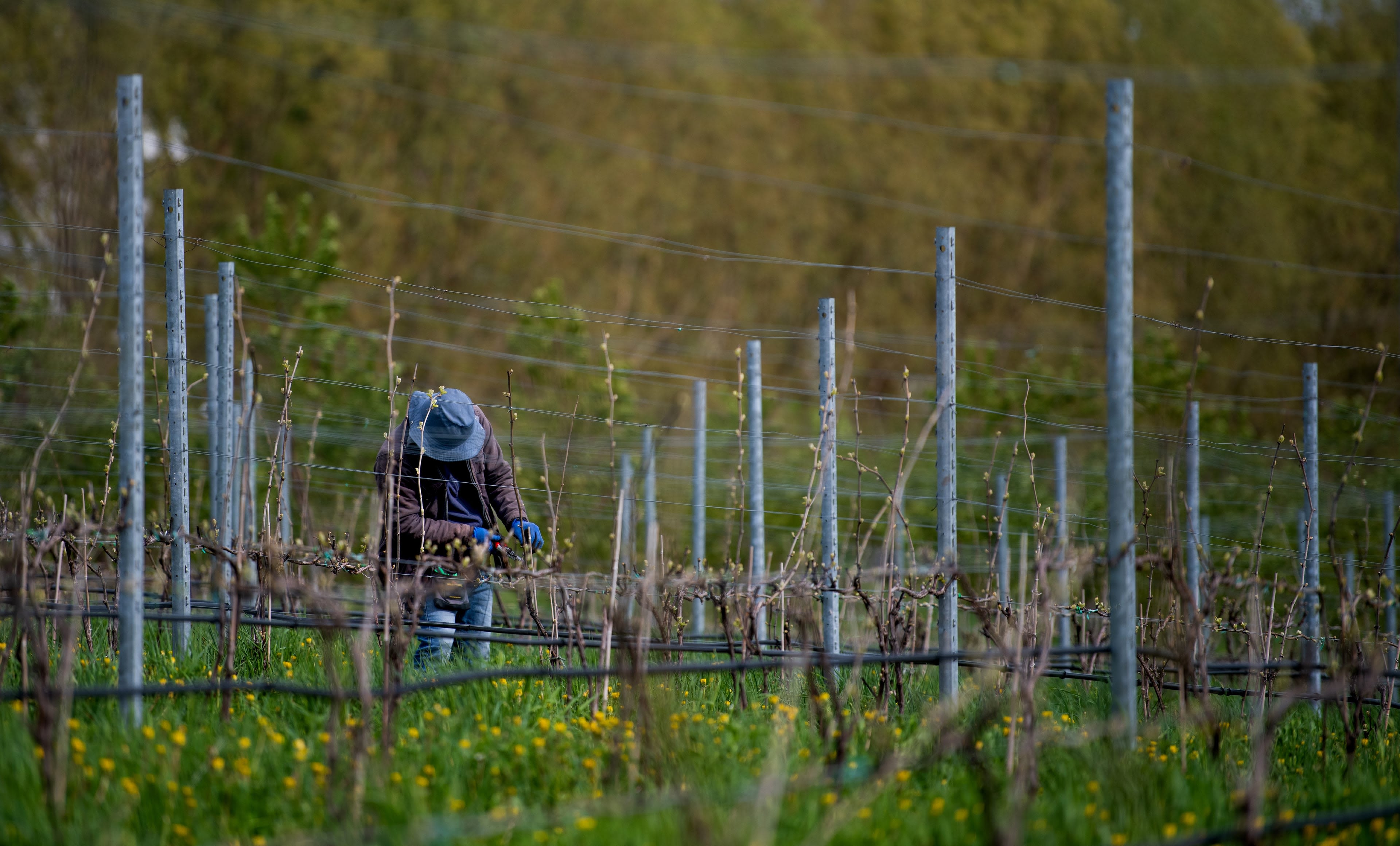 A person tends to the growing grapes at the vineyard