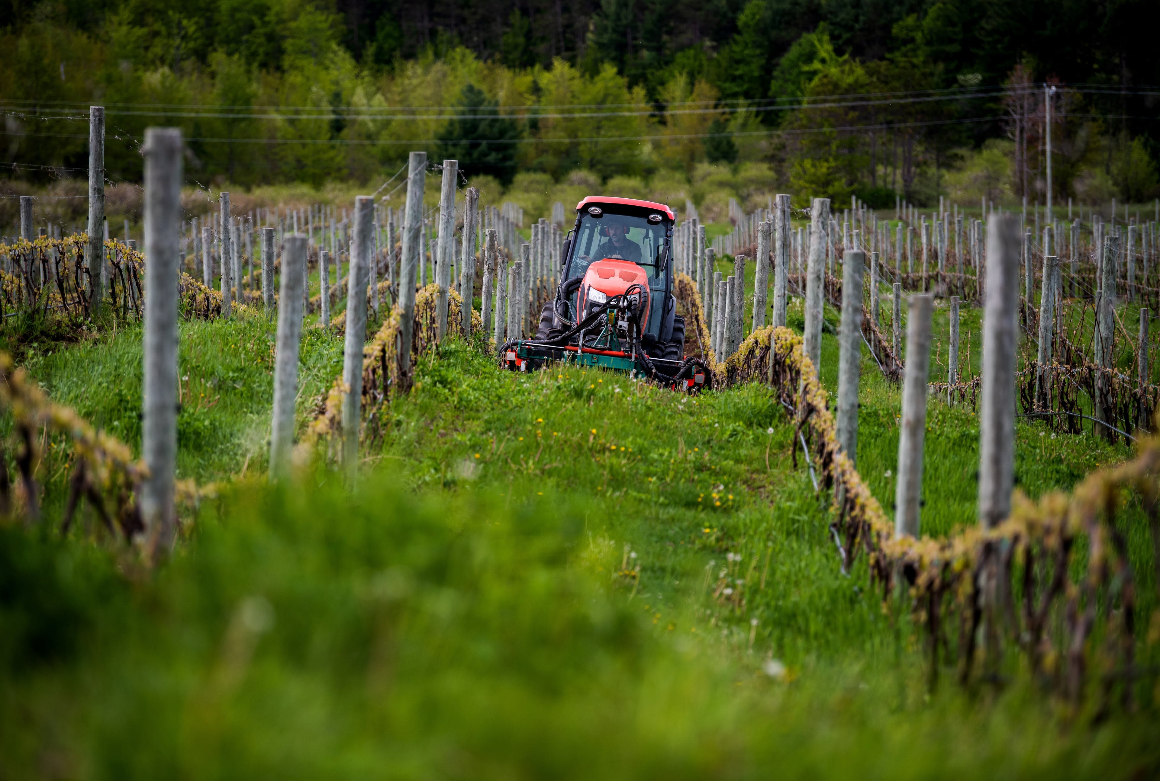 a tractor crawls along the small hills of the vineyard between the rows of grapes