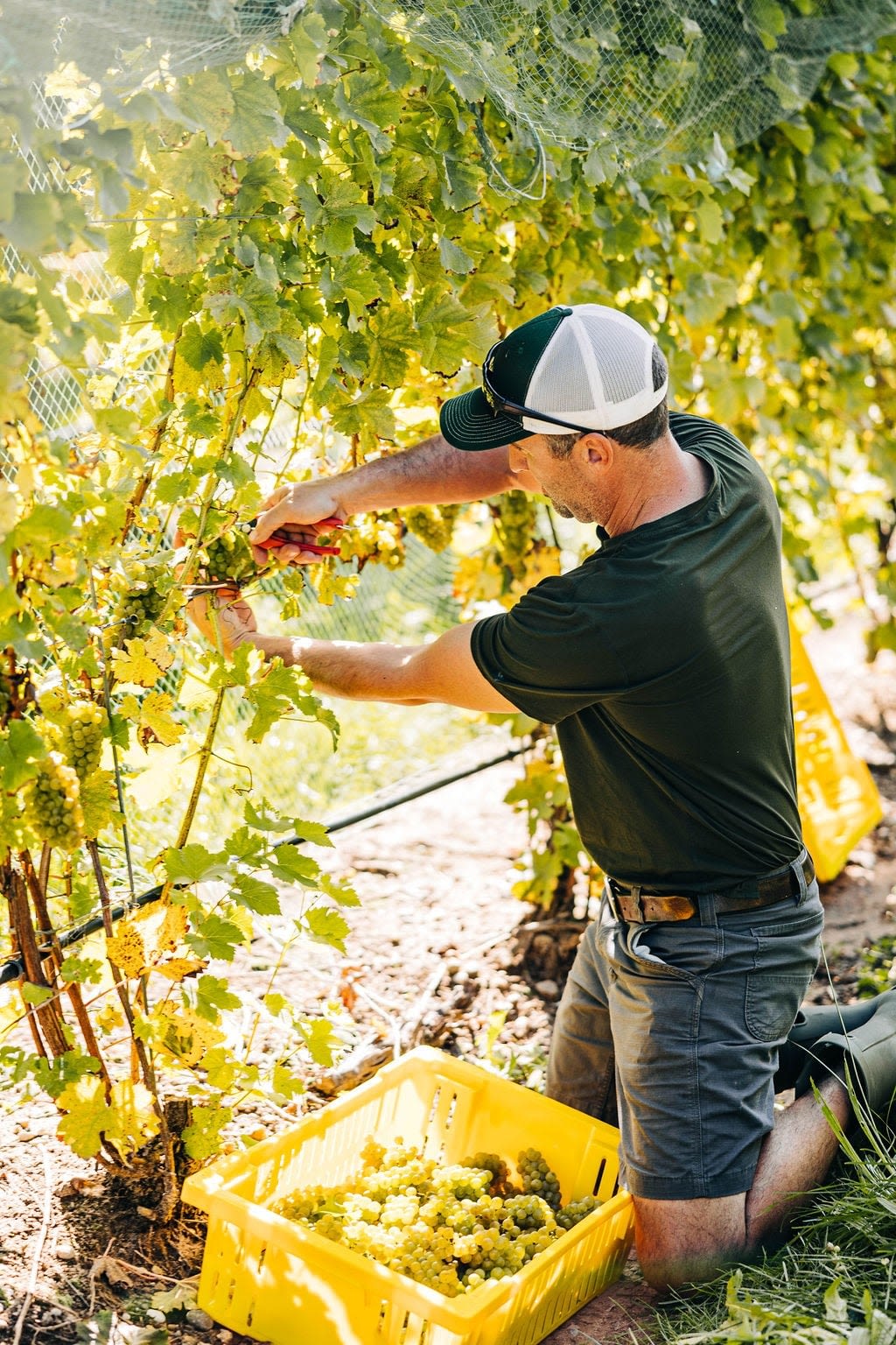 A man kneels by the bottom of grape vines and reaches out with both arms to trim off grapes