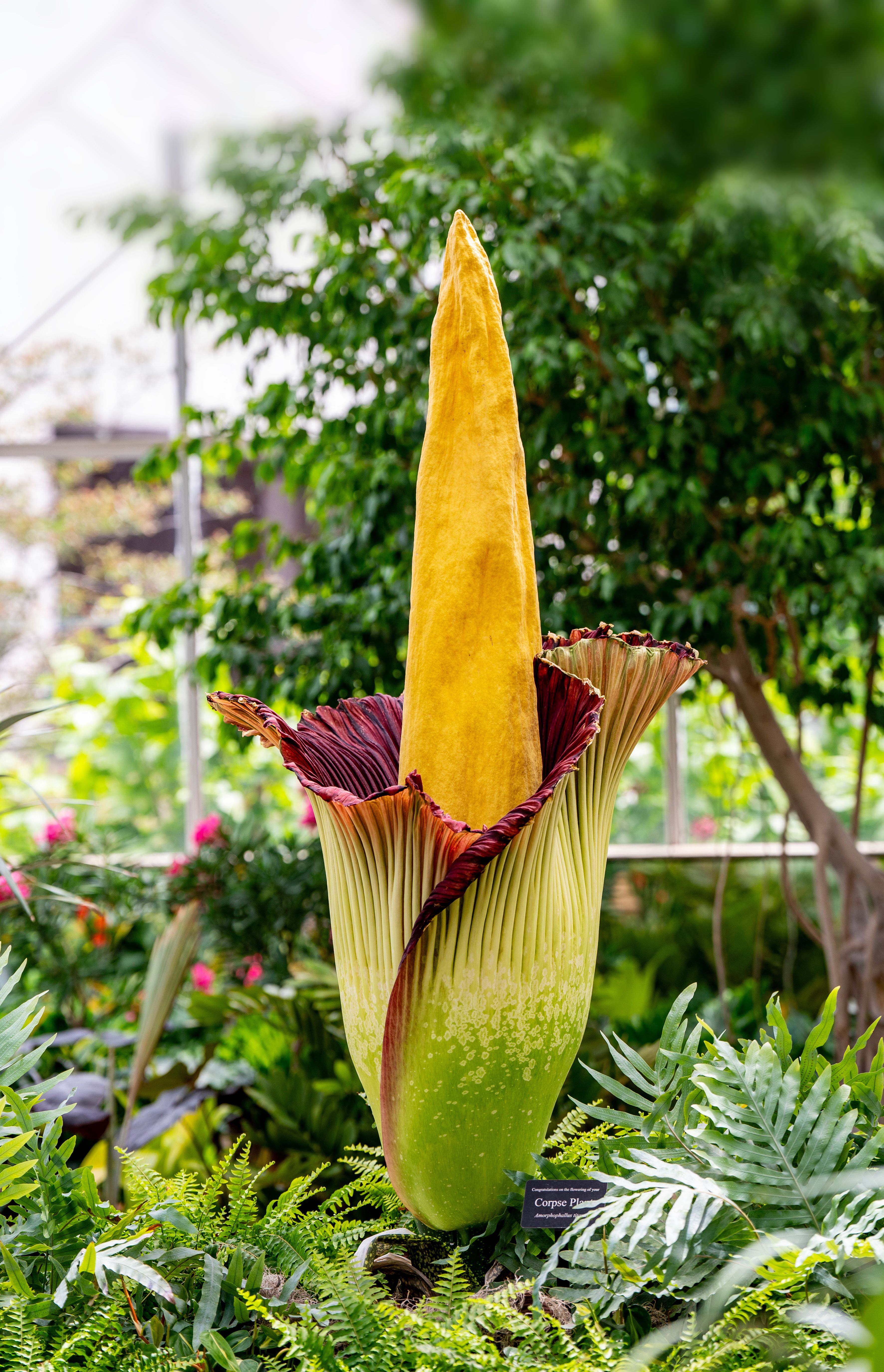 Corpse flower at Meijer Gardens greenhouse