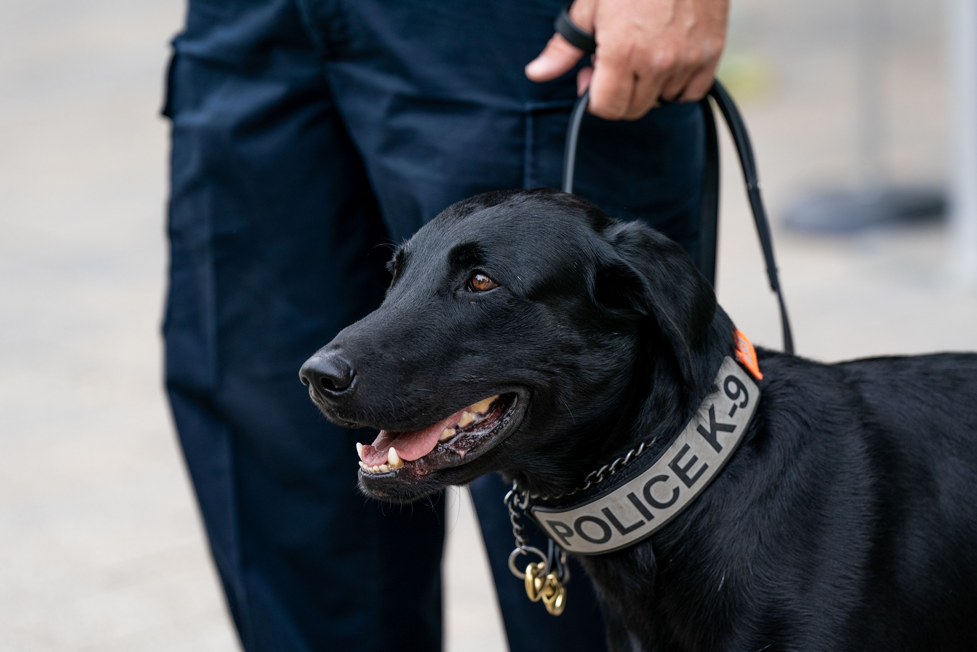 Black lab on leash with Police K-9 collar