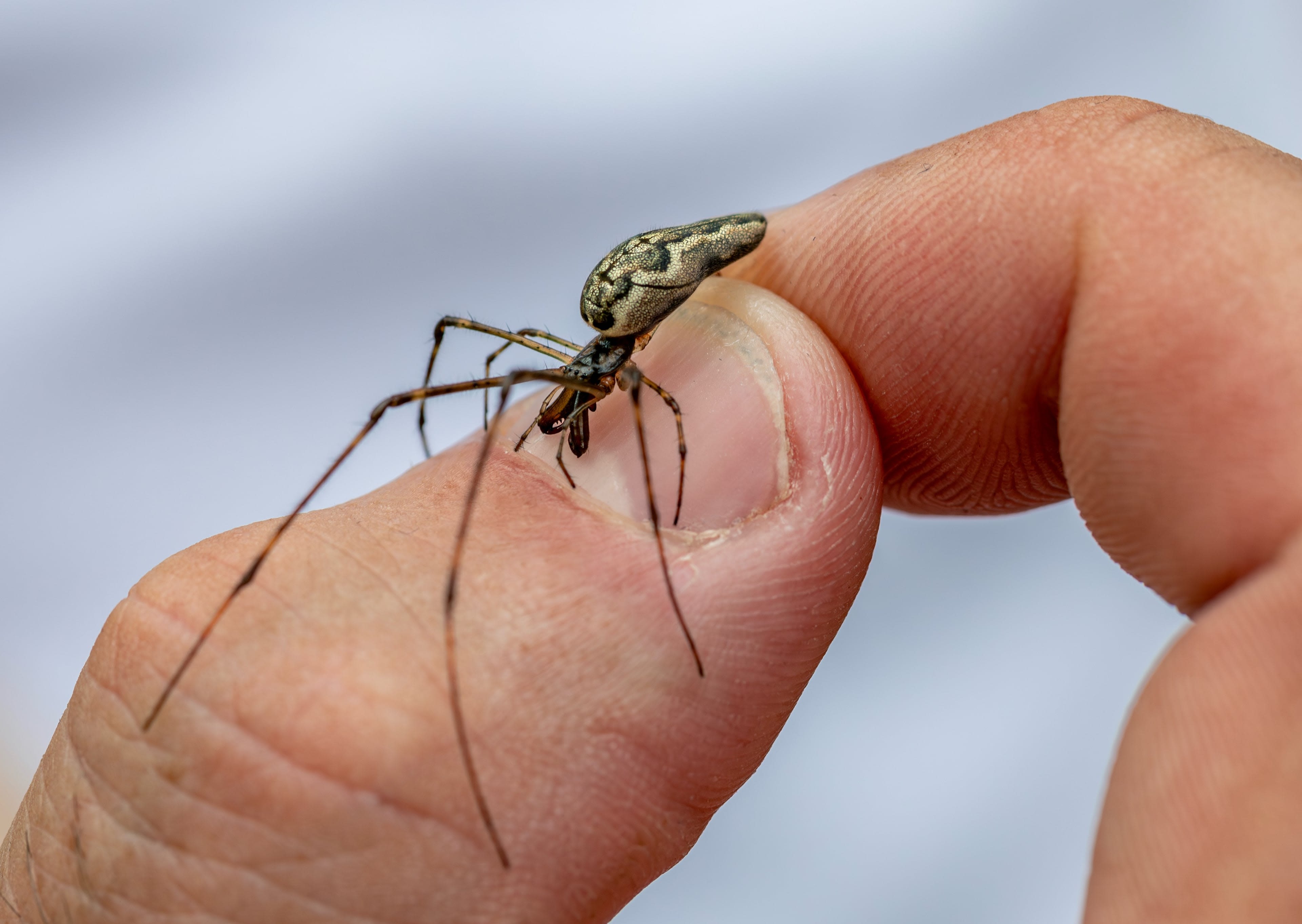 spider resting on a finger
