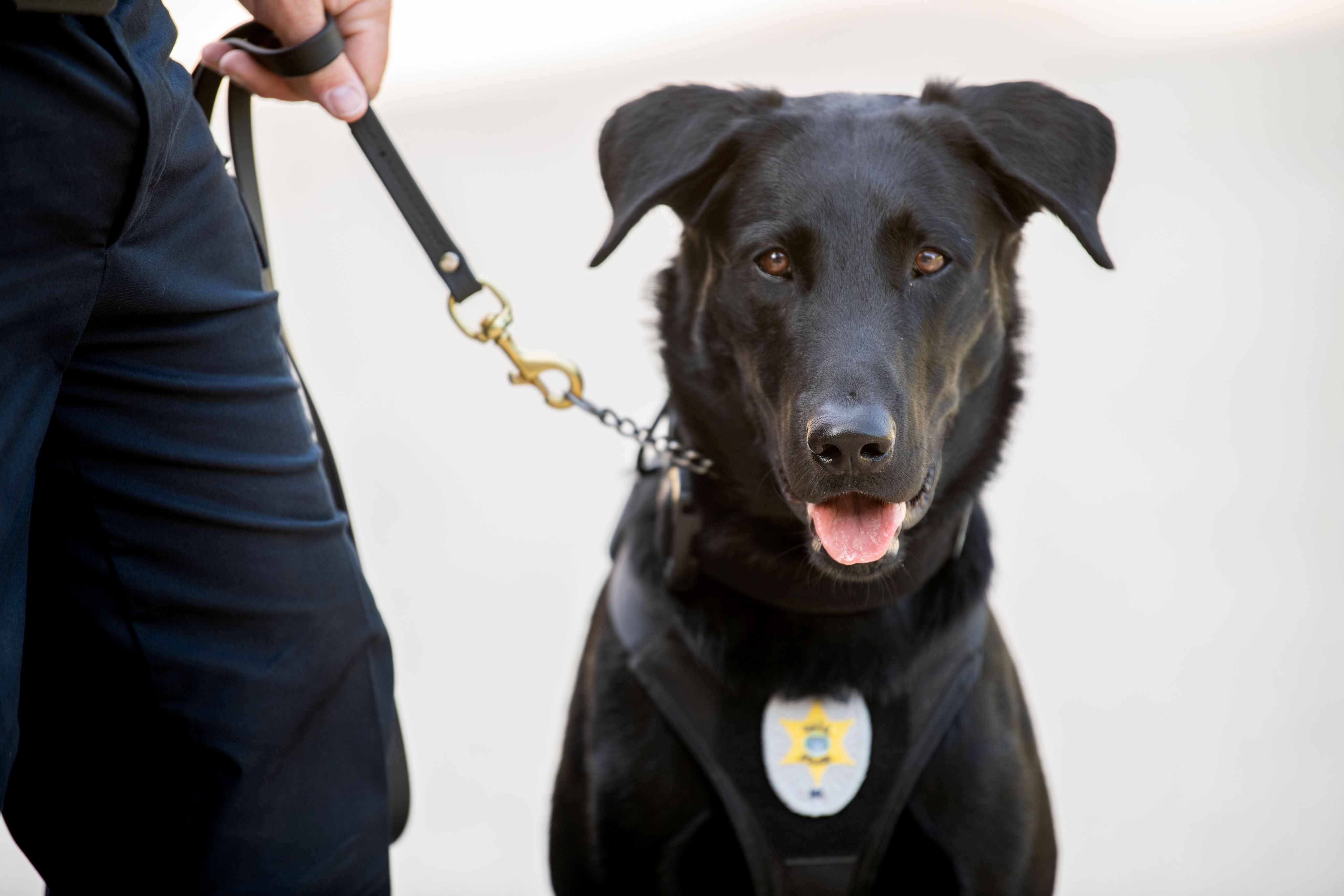 close up of black Lab on leash