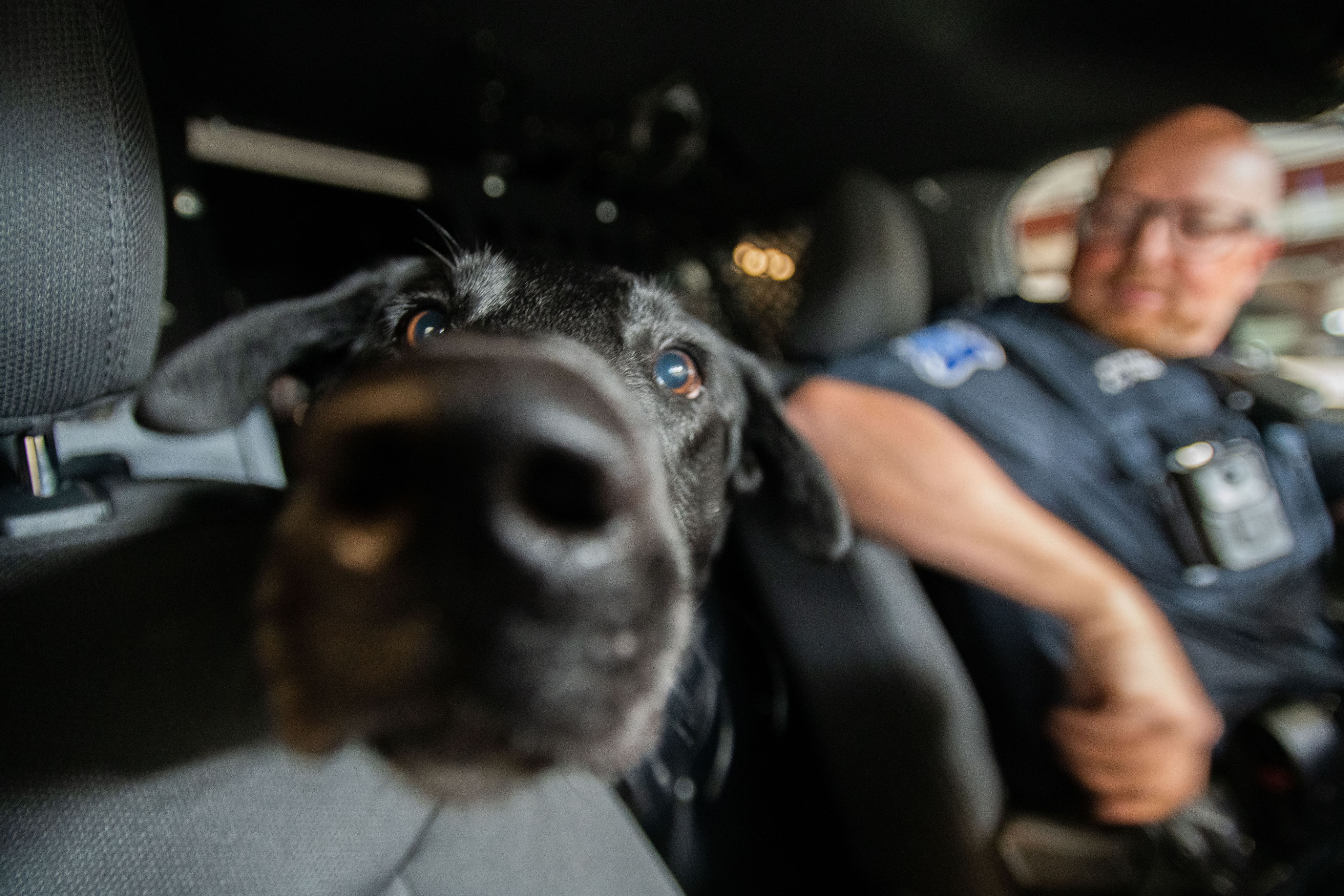 Scout sticks his nose close to the camera from the back seat of the patrol car