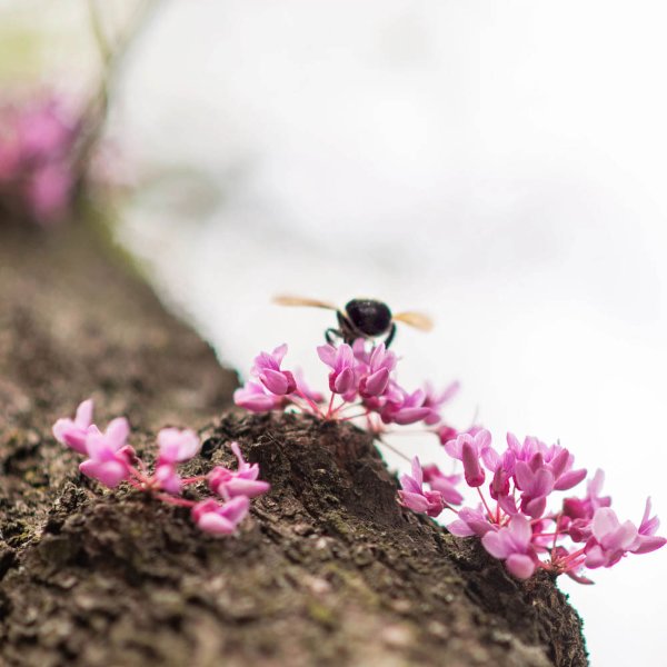 A bee hovers on a pink flower on a branch.