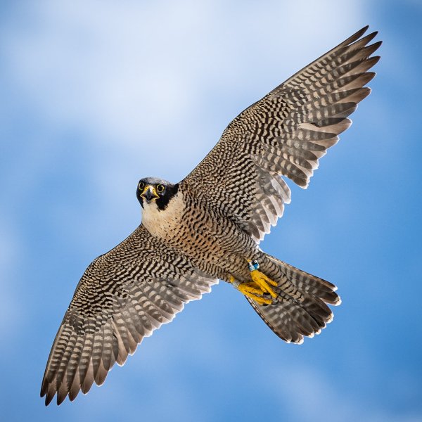 Falcon flying through the air against a blue and white clouded sky.