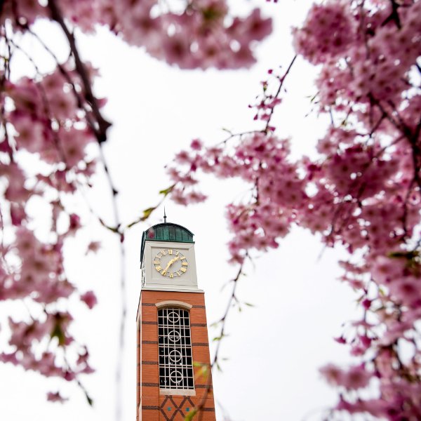 Clock tower with pink blossoming trees in the foreground.