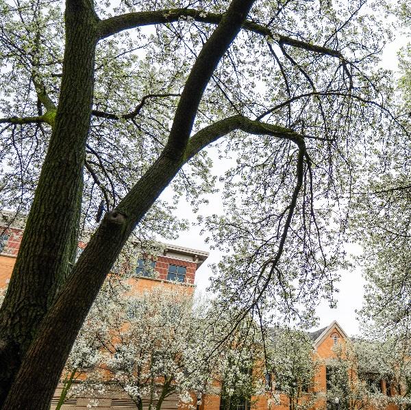 Looking up at blooming trees at the City Campus