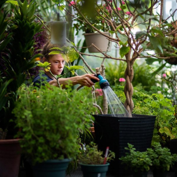 A person waters a plant with a hose. The person is surrounded by plants.