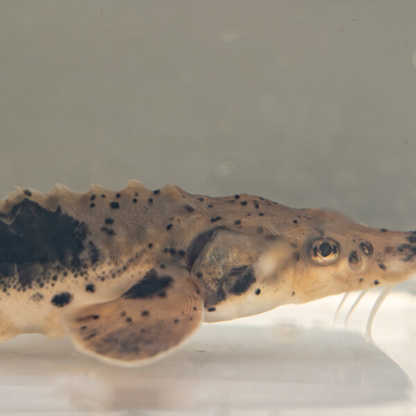 A lake sturgeon juvenile swims in a tank at the Annis Water Resources Institute in Muskegon.