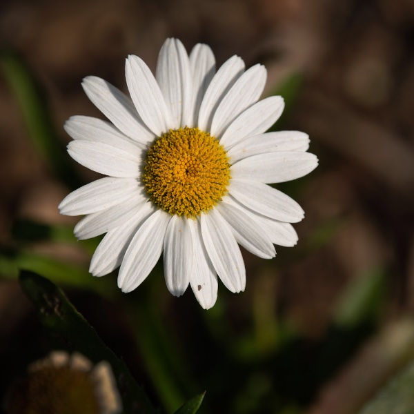 A daisy bloom