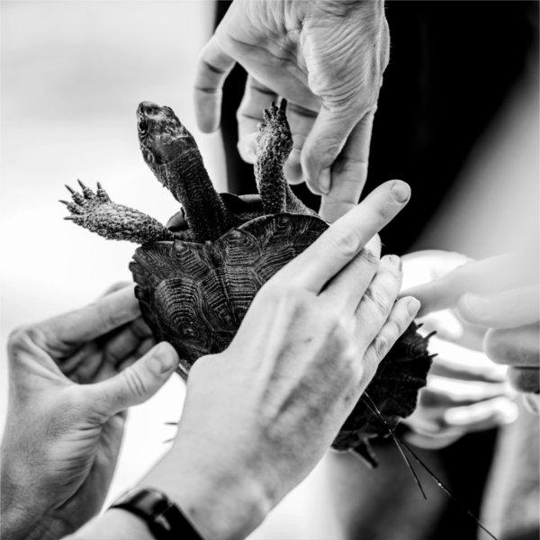 A black and white close-up view of multiple hands holding a wood turtle.