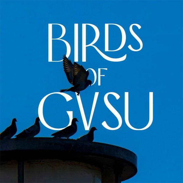 A photo of birds with text that reads "Birds of GVSU"