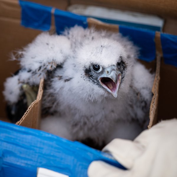 A peregrine falcon chick sits in a box with beak open.