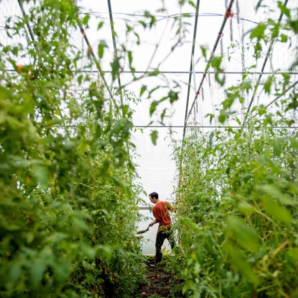 A man in an orange shirt harvests tomatoes.