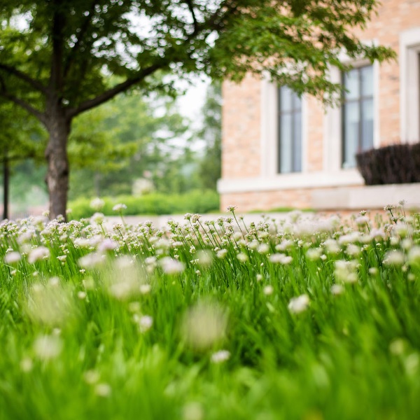 Flowers bloom on the lawn at L. William Seidman Center in Grand Rapids.