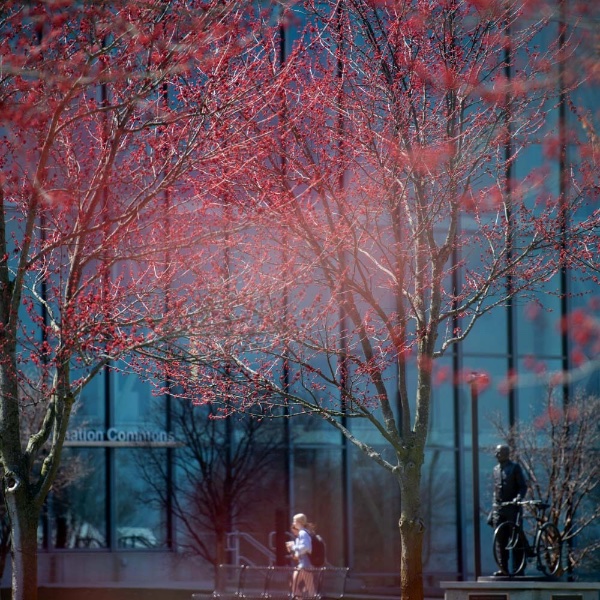 A tree blooms as students walk by the Pew library on a warm spring day.