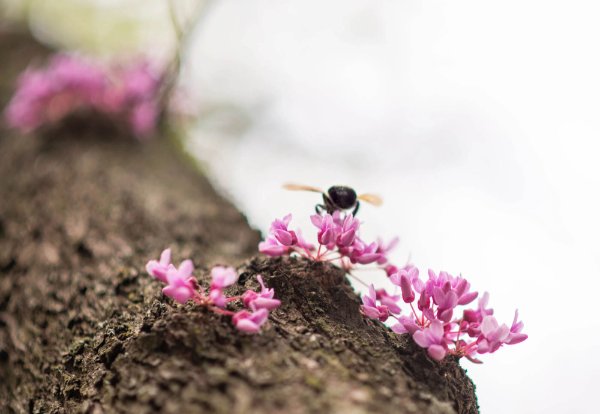 A bee hovers on a pink flower on a branch.
