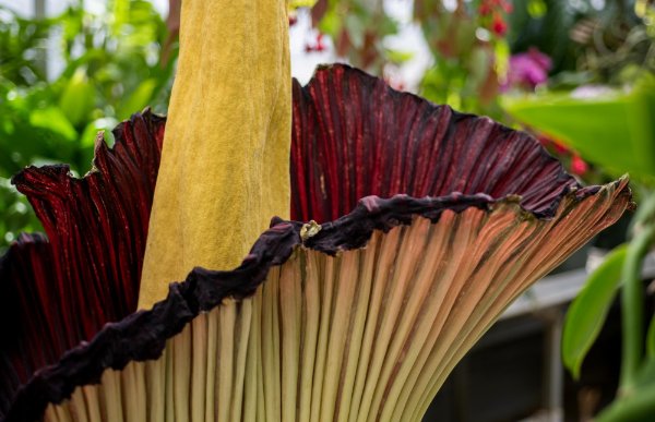 A closeup of the corpse flower, with colors of yellow and burgundy.