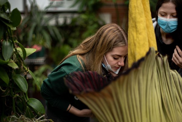 Madison Henson, left, and Kelsey Verran, right, smell the corpse flower at the Barbara Kindschi Greenhouse April 19. 