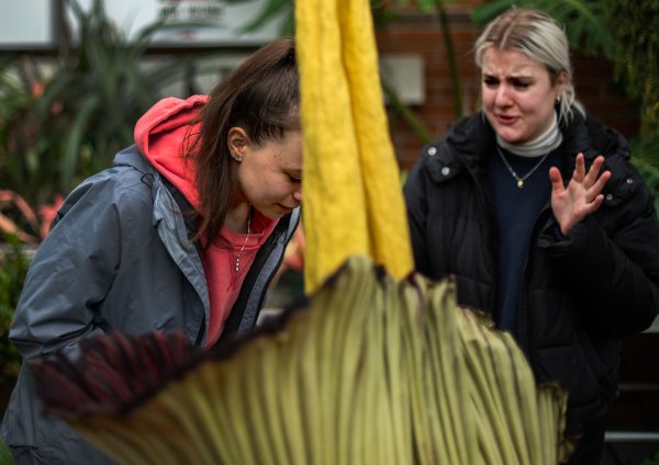 Kali McCurry, left, tries to smell the corpse flower while Becca Mahoney, right, reacts to the odor.