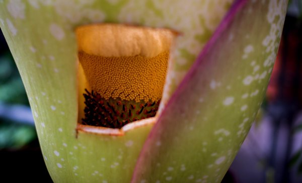 A square is cut into the corpse flower to show its insides.