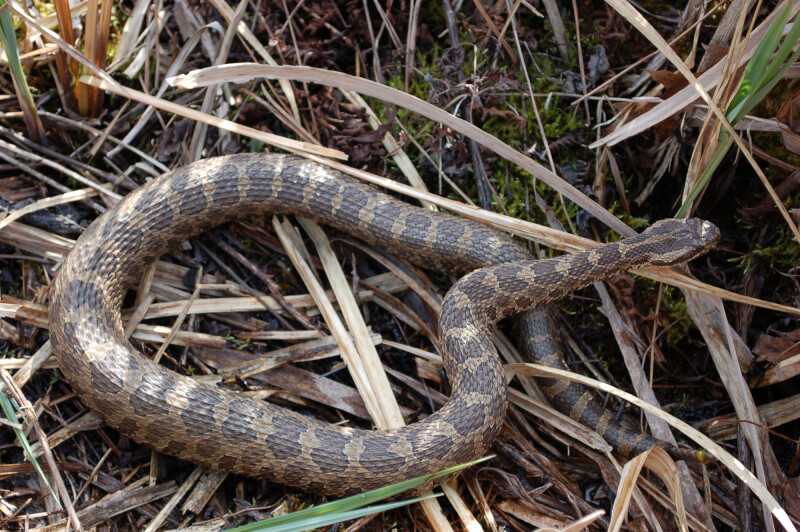 Photo of the eastern massasauga rattlesnake
