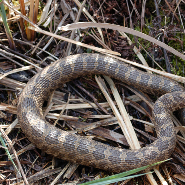 Photo of the eastern massasauga rattlesnake