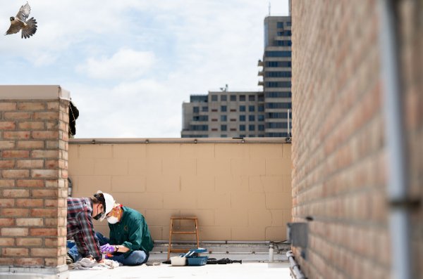  Two people on the roof of a building with short walls behind and beside them, hold down a falcon chick while banding them, while the mother falcon gets close by flying up over the edge of the short walls.