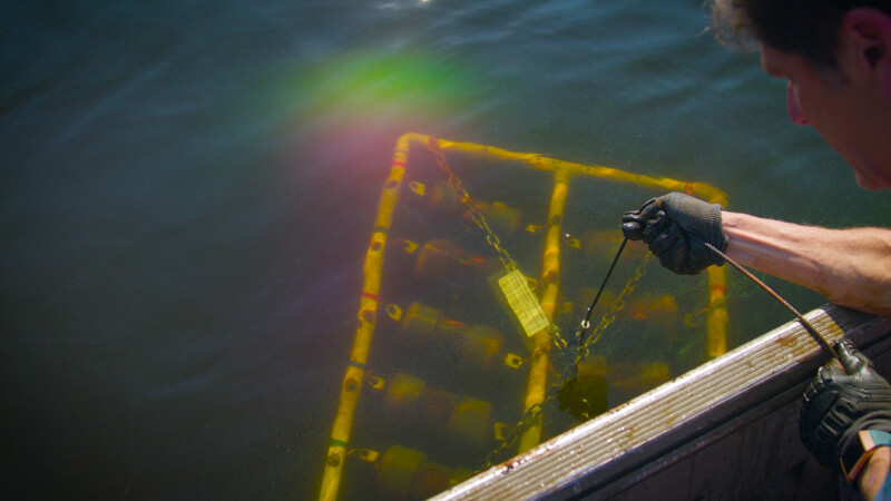 Alan Steinman retrieves a large PVC pipe sample tray from the waters of Muskegon Lake.