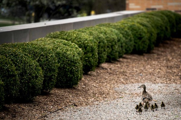 A mother duck leads her many ducklings toward a row of hedges.   