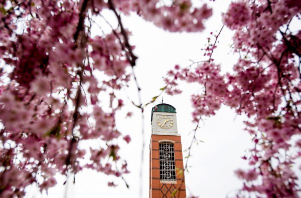 A clock tower is surrounded by pink blossoms from a tree. 