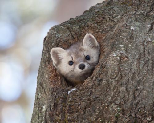 American marten