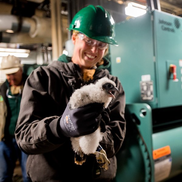 A DNR staff member holds a peregrine falcon chick.