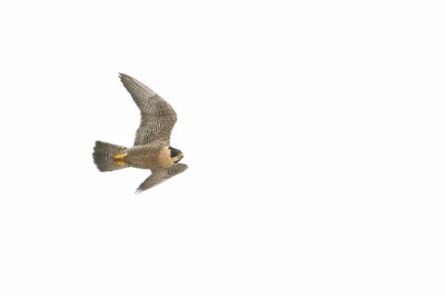 A flying peregrine falcon