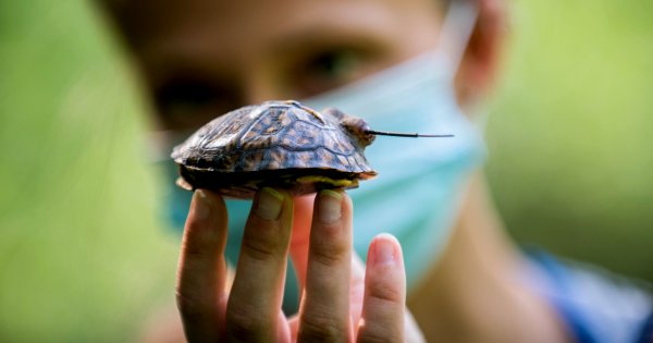 A student researcher holds a young turtle.