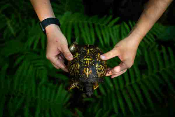 An adult Eastern box turtle
