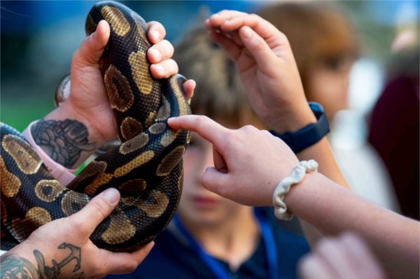 Sierra Brady, an educator with John Ball Zoo, holds "Prince"; a ball python for students to touch and inspect during the Groundswell Stewardship Initiative student project showcase on the Pew Grand Rapids Campus May 15.