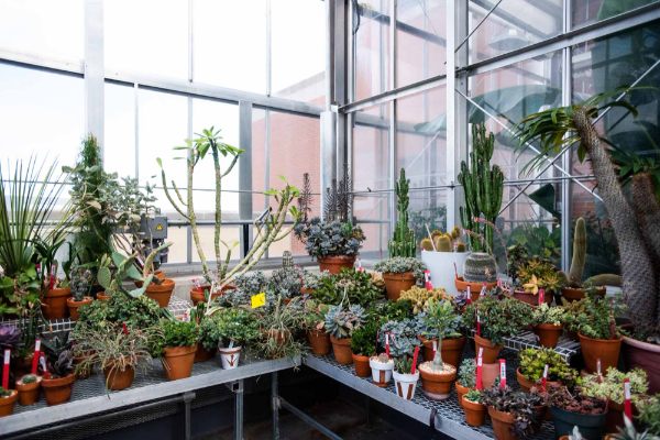 A large collection of plants in pots on a table in a greenhouse.