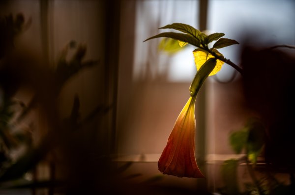A closeup of a large organ flower blossom hanging from a branch with sunlight behind it.