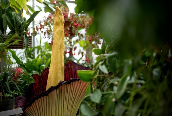 The corpse flower blossoms in colors of yellow and burgundy among other plants.