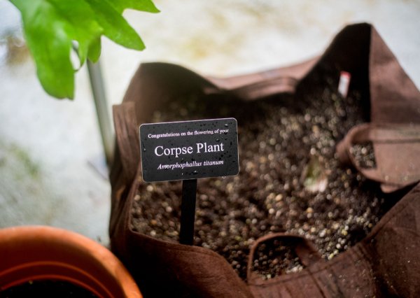A brown sack shows dirt and a sign that says: "Congratulations on the flowering of your corpse plant. Amorphoplallus titanum"