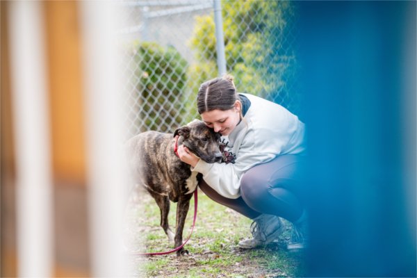 A college student crouches down to embrace a dog at a shelter.  