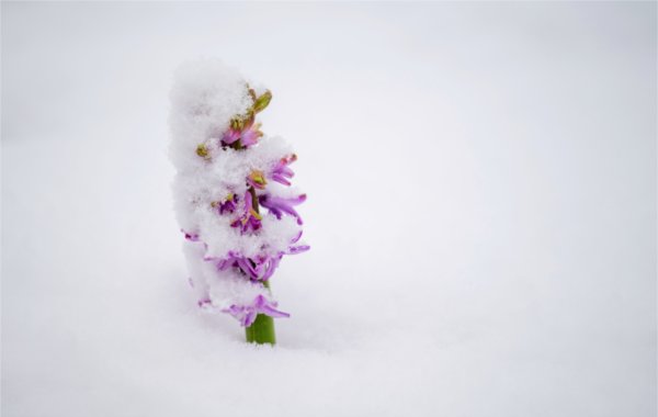  A purple flower pokes up from the snow. 