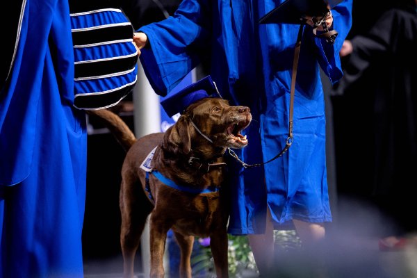 A dog dressed in a blue mortarboard walks across the stage with their owner. 