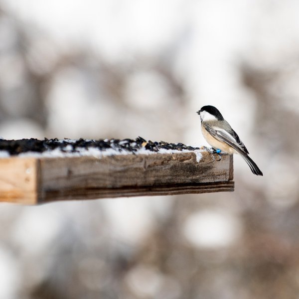 A black-capped chickadee perches on the edge of a feeder filled with seeds.