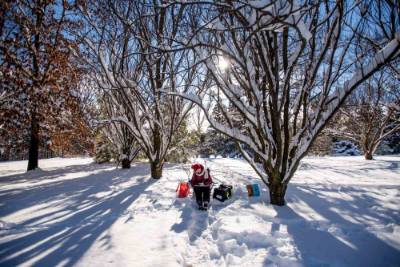 Jenny Jenkins sets up in the snow in the Arboretum to monitor black-capped chickadees at a nearby feeder.