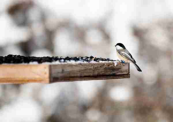 A chickadee perches on the end of a feeder