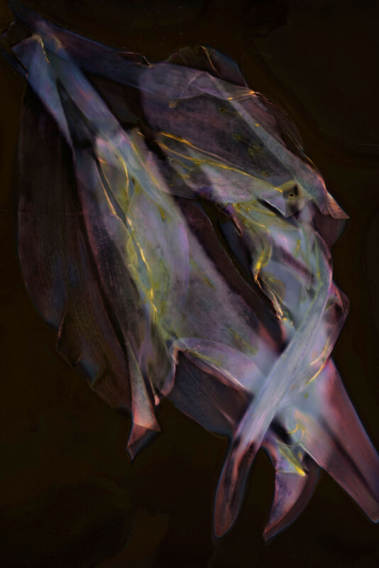 "Field Notes" by Gustavo Plascencia