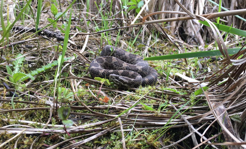 Eastern massasauga rattlesnake